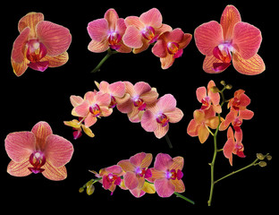Fototapeta na wymiar colection of bright orchid flowers with pink strips