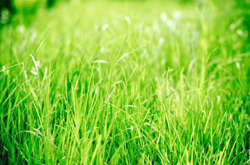 green grass