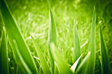 green grass