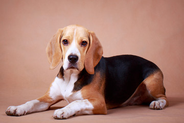 Beagle dog