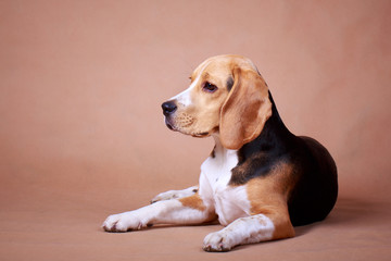 Beagle dog