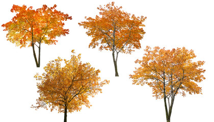 set of four bright autumn trees isoalted on white