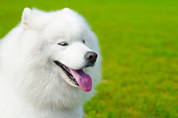 samoyed dog