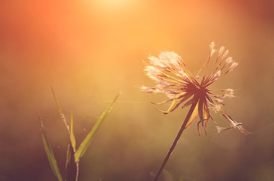 Fototapeta Zbliżenie fotografia dandelion przy wschodem słońca