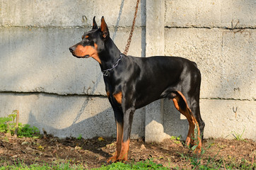Chained Doberman Pinscher