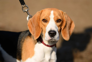 Photo of a Beagle dog