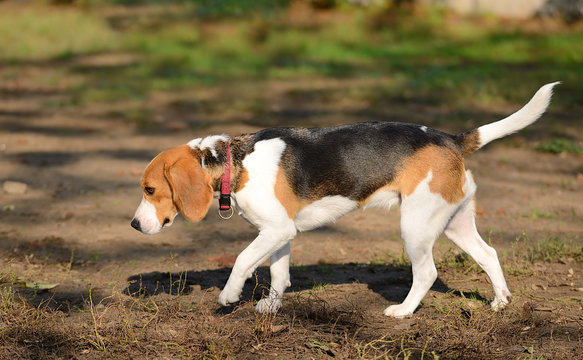 Beagle dog in hunting