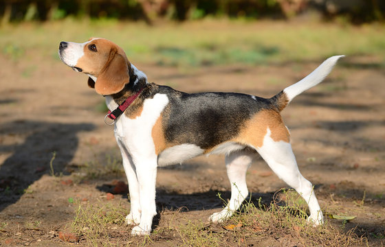 Photo of a Beagle dog in park