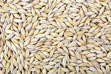 Oat as background
