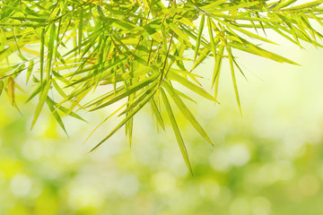 Fototapeta na wymiar Natural green bamboo leaf on blur background of forest