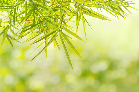 Green Bamboo leaf background