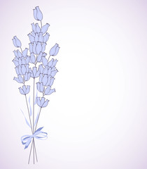 Lavender bunch on white background.