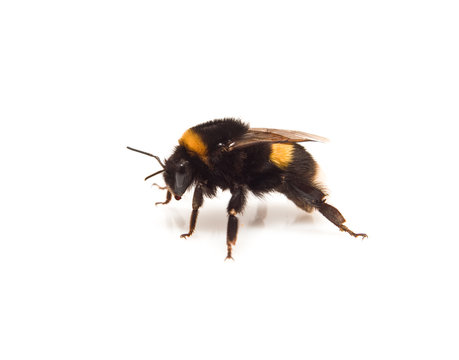 bumble-bee with to the side