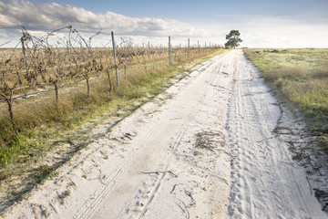 Fototapeta na wymiar rural path along the vineyards