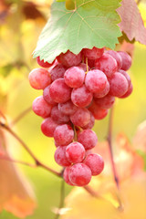 Bunches of ripe grape on plantation closeup