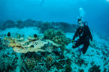 Diver and biorocks in Gili Lombok Nusa Tenggara Barat underwater