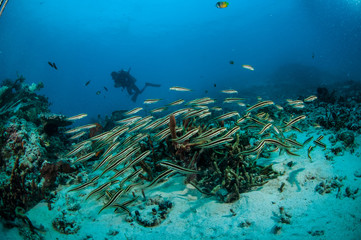 Fototapeta na wymiar Schooling blennies in Gili Lombok Nusa Tenggara Barat underwater