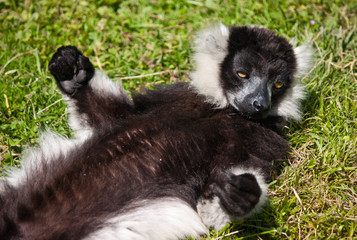group of relaxing lemus on grass