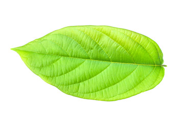 Leaf of plant isolated on white background