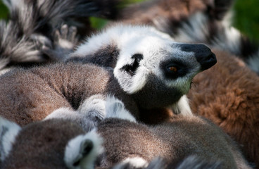 group of relaxing lemus on grass