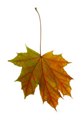 Autumn leaf isolated on white