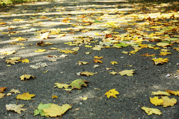 Beautiful autumn leaves