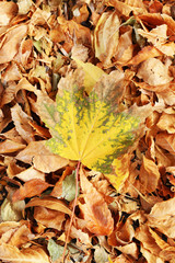 Beautiful autumn leaves