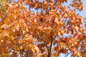 Beautiful autumn background
