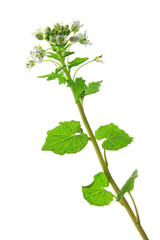 Wasabi (Eutrema japonicum)