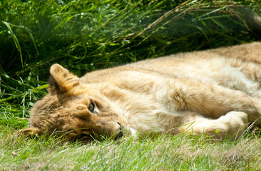 lying sleeping lion baby on green grass