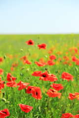 Beautiful poppy flowers in the field