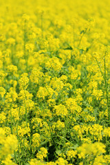 Obraz premium Beautiful rape in the field