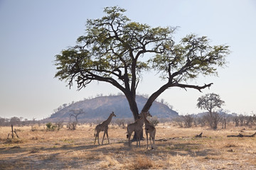 Naklejka premium Group of wild african giraffes under a tree