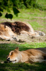 lying sleeping lion on green grass