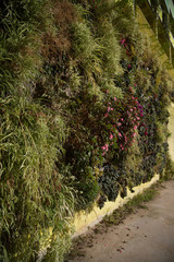 Fototapeta premium vertical garden