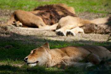 Fototapeta na wymiar lying sleeping lion on green grass