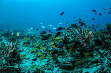 Fototapeta na wymiar Various coral fishes, Gili Lombok Nusa Tenggara Barat underwater