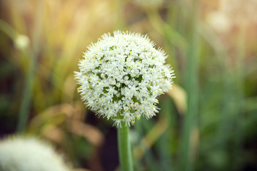 bud of garlic