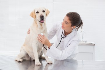 Veterinarian examining a cute dog with a stethoscope
