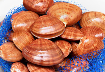 Seashells fresh