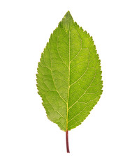 Obraz premium leaf