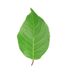 leaf