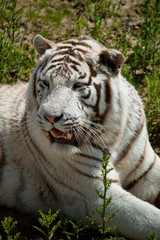 Fototapeta na wymiar white tiger on green grass