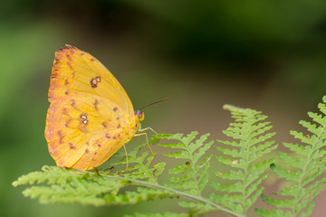 Schmetterling