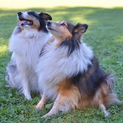 CHIENS BERGERS DES SHETLANDS