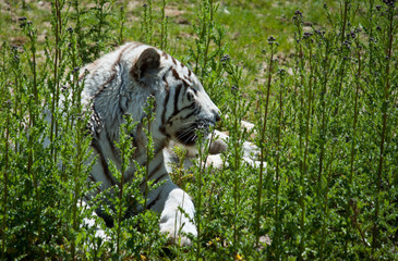 white tiger on green grass