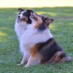 CHIENS BERGERS DES SHETLANDS