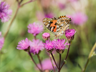 ヒメアカタテハとカオリアザミ
