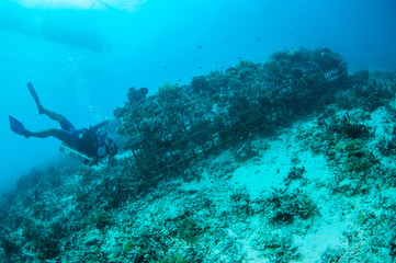 Diver and biorocks in Gili Lombok Nusa Tenggara Barat underwater