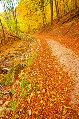 Autumnal scene in the forest